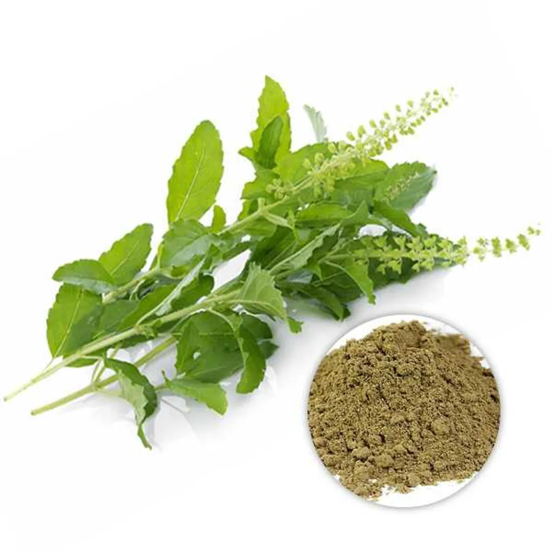 certified organic bulk Organic Holy Basil Extract Powder certified organic bulk Organic Holy Basil Extract Powder